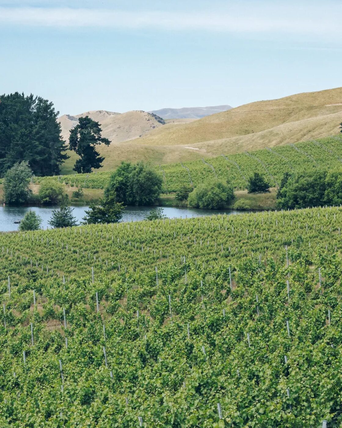 The Wrekin Vineyard in Marlborough's Southern Valleys with rows of vines beside a pond and rolling hills